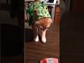 Kitty wears a costume #cat #dog #pets