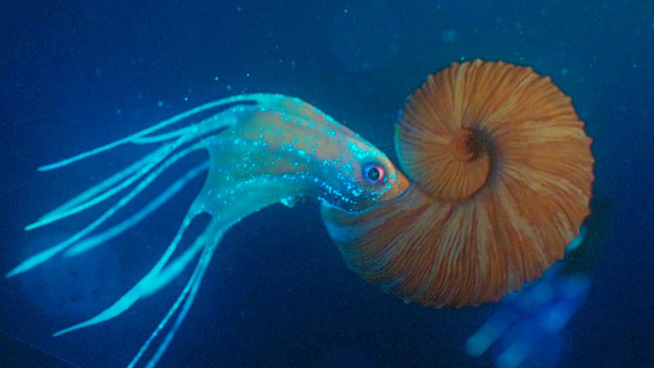 SCAPHITIDS (MARINE DINOSAURS) | DOCUMENTARY PREHISTORIC PLANET