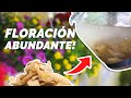 Domina la magia de la floracin con este fertilizante casero  funciona en flores y frutas