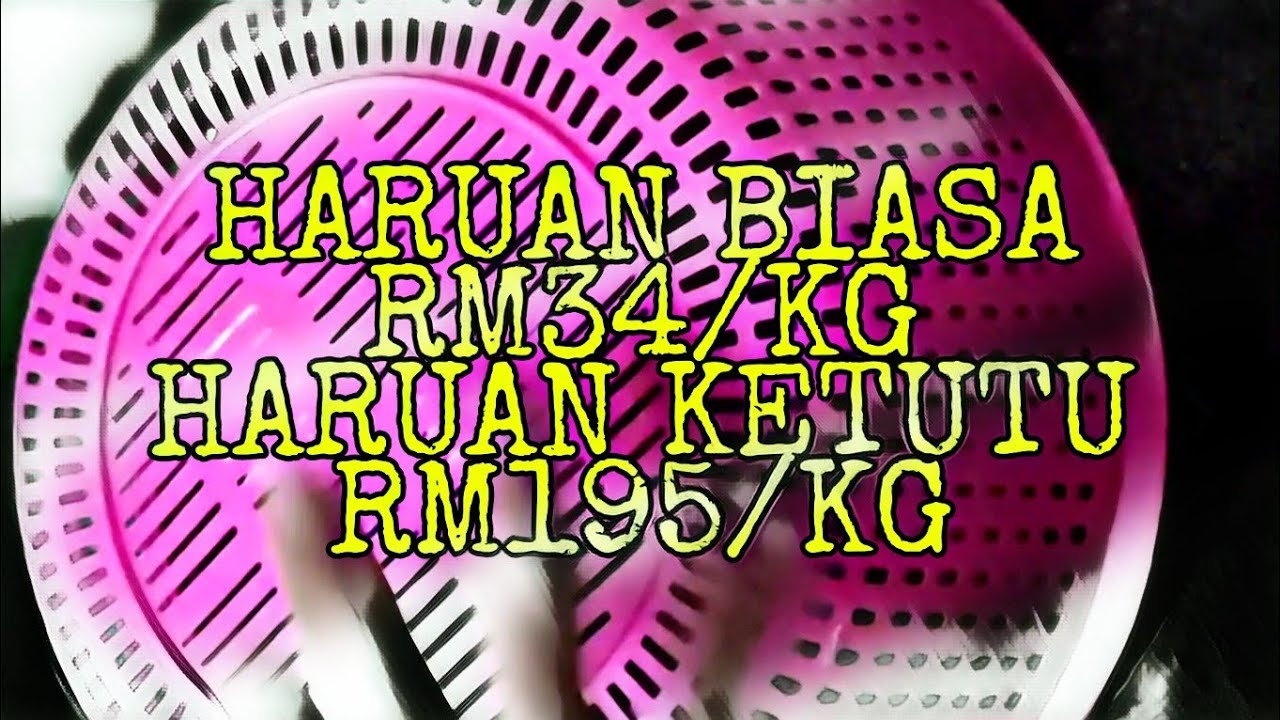 Ikan Haruan Ori Sungai Dan Haruan Ketutu Masuk Ke AzwanFarm