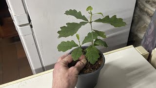 Growing an Oak tree from seed indoors!