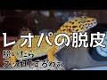 【レオパの脱皮シーン】【ヒョウモントカゲモドキの脱皮シーン】【ヤモリの脱皮シーン】見てると飼いたくなるでしょ~