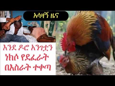 ቪዲዮ: ዶሮን ከኮክሬል እንዴት እንደሚነገር