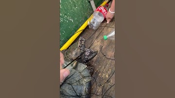 Alligator snapping turtle. Removing the hook!