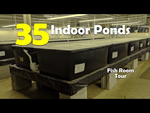 COMPLETE Tour of our 35 INDOOR Ponds and How we keep SHRIMP in them!