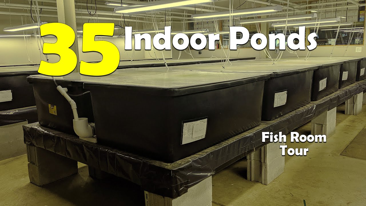 dwarf shrimp compatibility chart COMPLETE Tour of our 35 INDOOR Ponds and How we keep SHRIMP in them!
