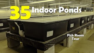 COMPLETE Tour of our 35 INDOOR Ponds and How we keep SHRIMP in them!
