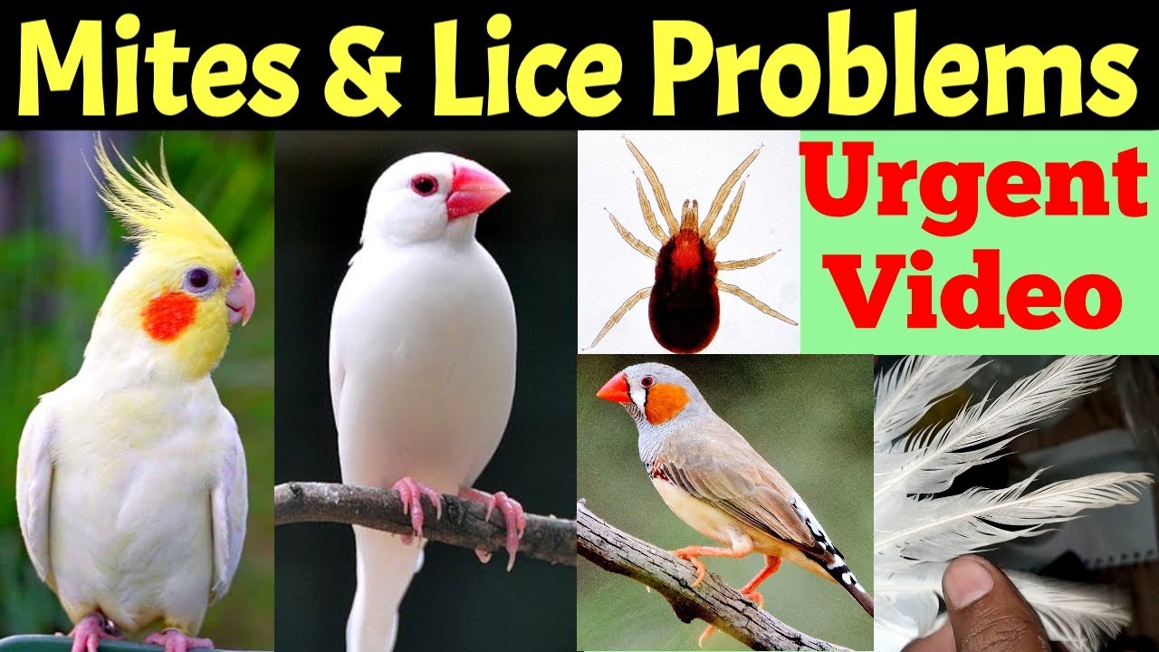 Birds Mites and Lice Problems Care tips for Java sparrow Zebra