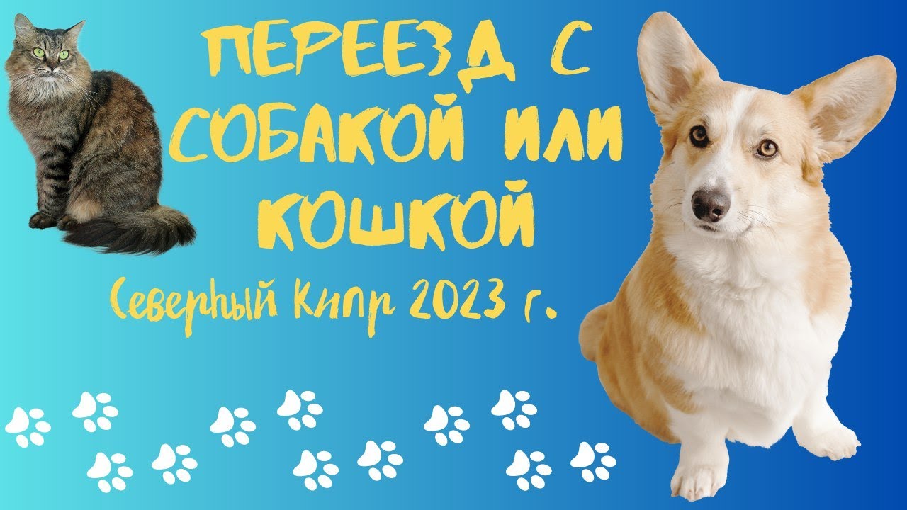 Инструкция как привезти собаку на Северный Кипр (+ как вывезти) - YouTube