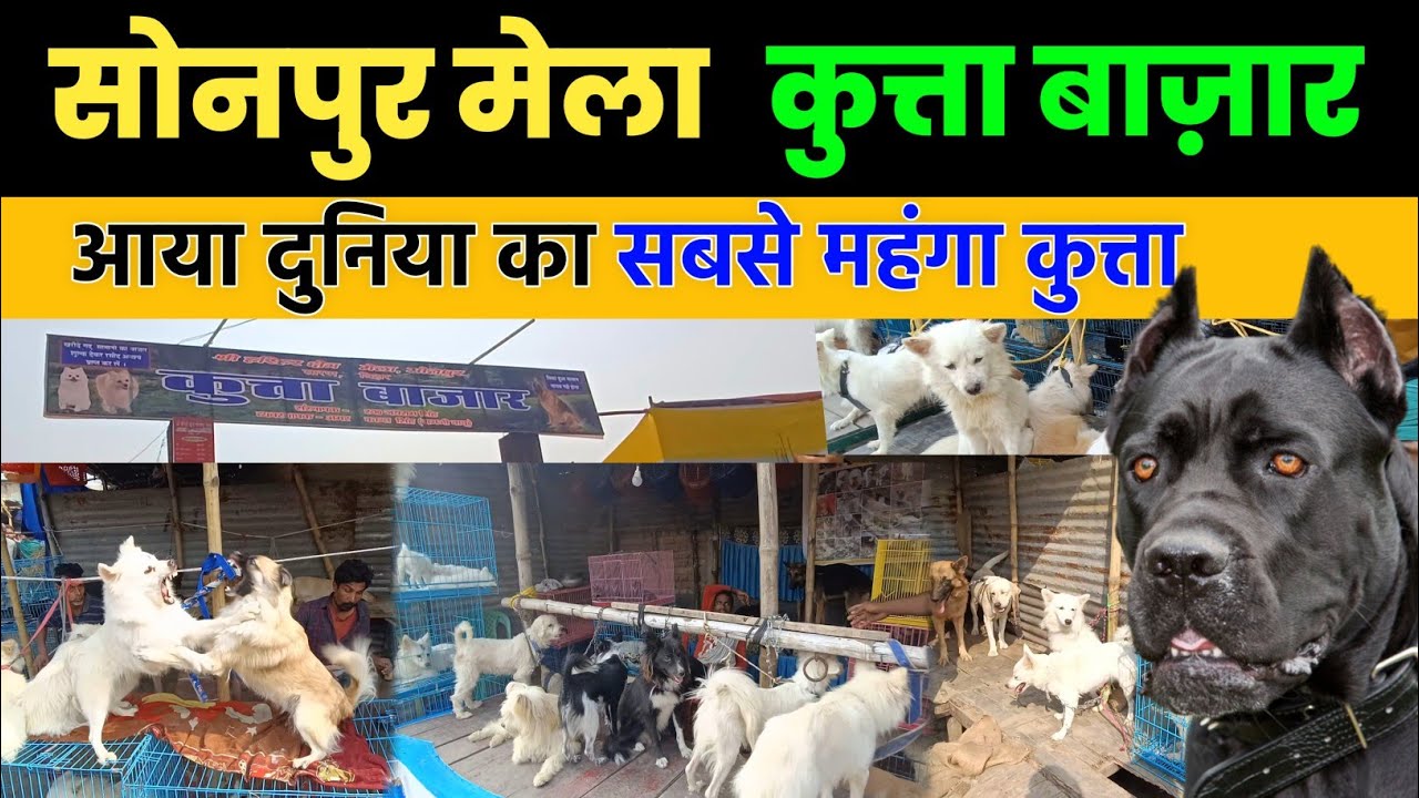 Sonpur Mela 2025 Dog Market | 500 रुपए से 5 लाख तक के कुत्ता | Kutta Bazar Sonpur Mela 2025