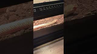 Its collection dayyy My little Pigtail is getting so big fyp snake #shortvideo #coolvideo