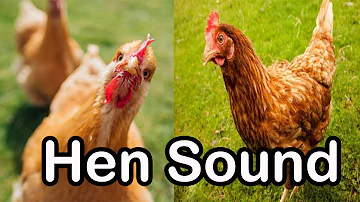 Hen sound effect  # no copyright   #