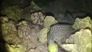 Undulated Moray eating a BrownTang