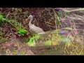 Capture de la vidéo Aksak Maboul - Talking With The Birds (Visual Illustration)
