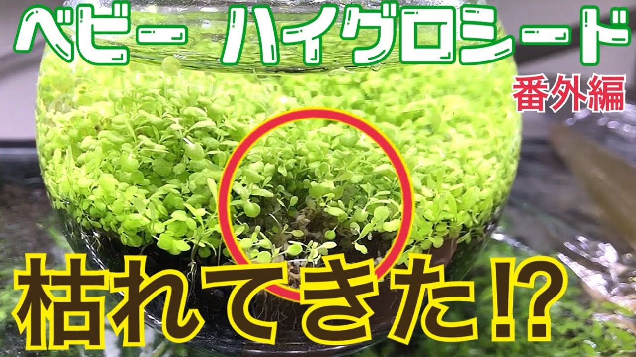 めめんアクアリウム 番外編 お手軽 水草の絨毯 ベビーハイグロシード Youtube