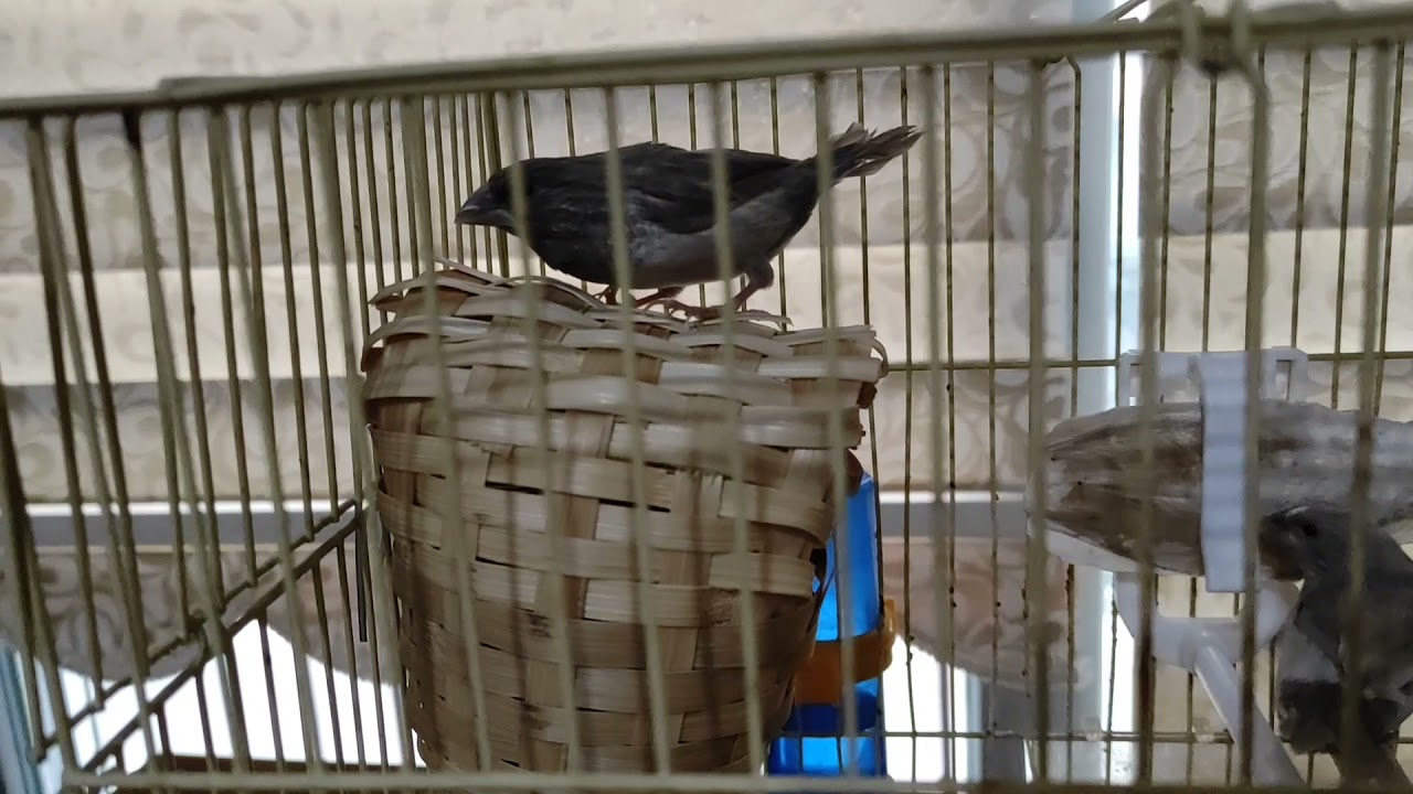 Bengal ispinozu  üretim ve bilgiler