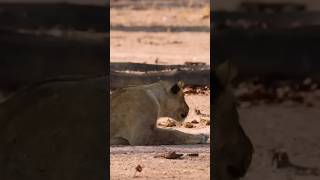 Lioness Captures First Successful Hunt