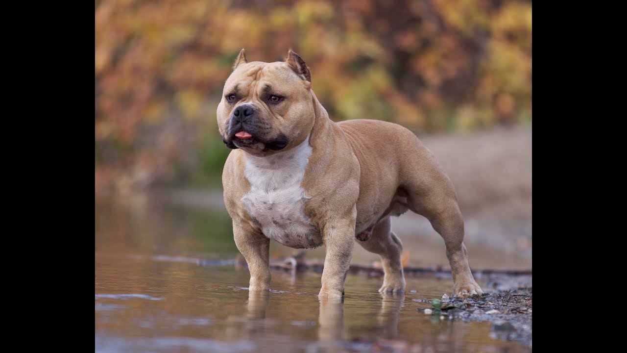 5 mistakes new American Bully owners make