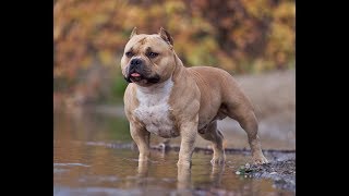 Exclusive 5 mistakes new American Bully owners make Information