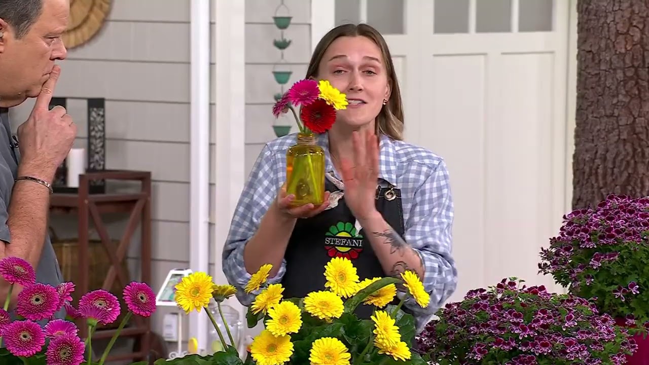 Roberta's 4-Piece Sweet Series Hardy Gerber Daisy Live Plants on QVC