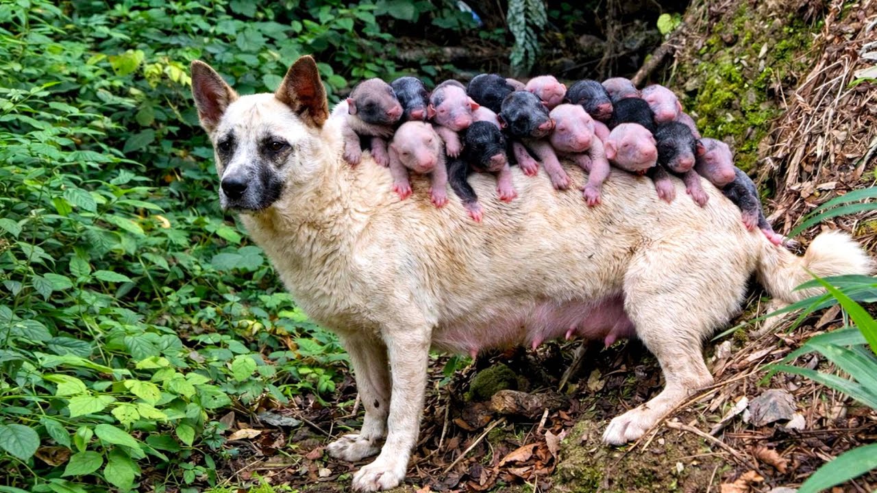 Вот это да! Незнакомая мама-собака провела меня через лес к своему новорождённому щенку 🐶🐕❤❤❤