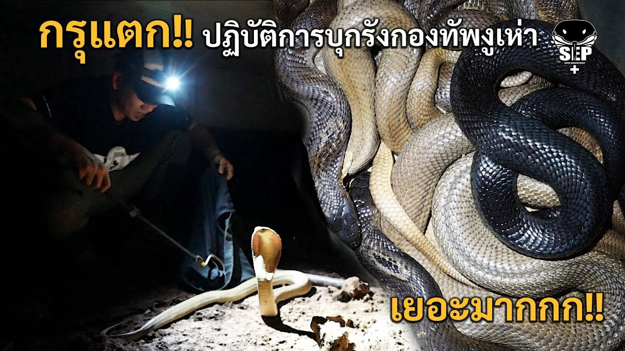 SEP EP.33 กรุแตก!! ปฏิบัติการบุกรังกองทัพงูเห่า