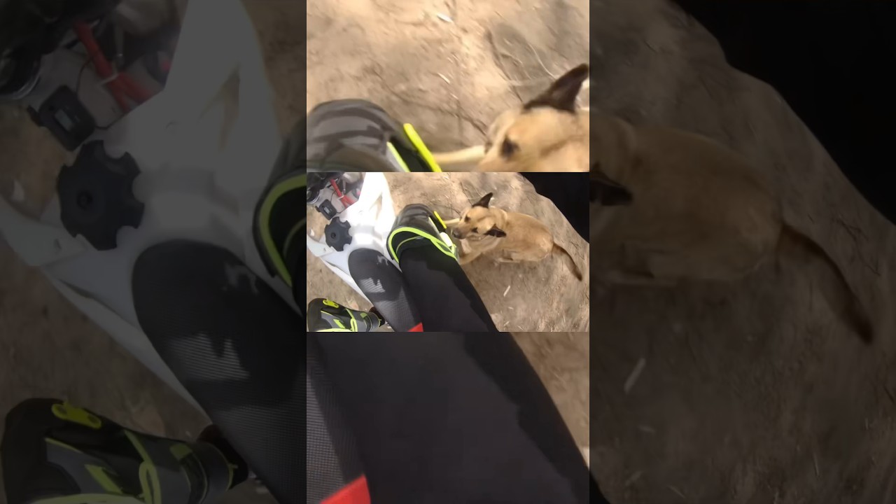 Чуть не разложился из-за собаки 