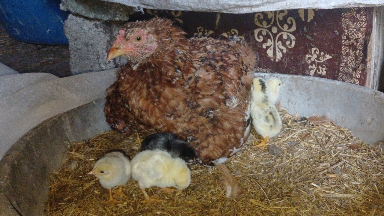 Son gurk tavuğumunda civcivleride çıktı