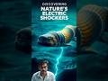 Discovering Nature's Electric Shockers #shorts #naturefacts