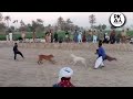 All pakistan winner 9 lakhya bully dog vs peshawari jugan powerful moments