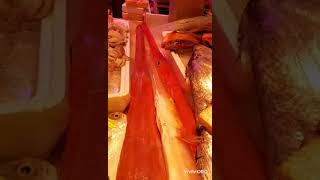 Huge Aka-Yagarared Cornet Fishtrumphet Fish