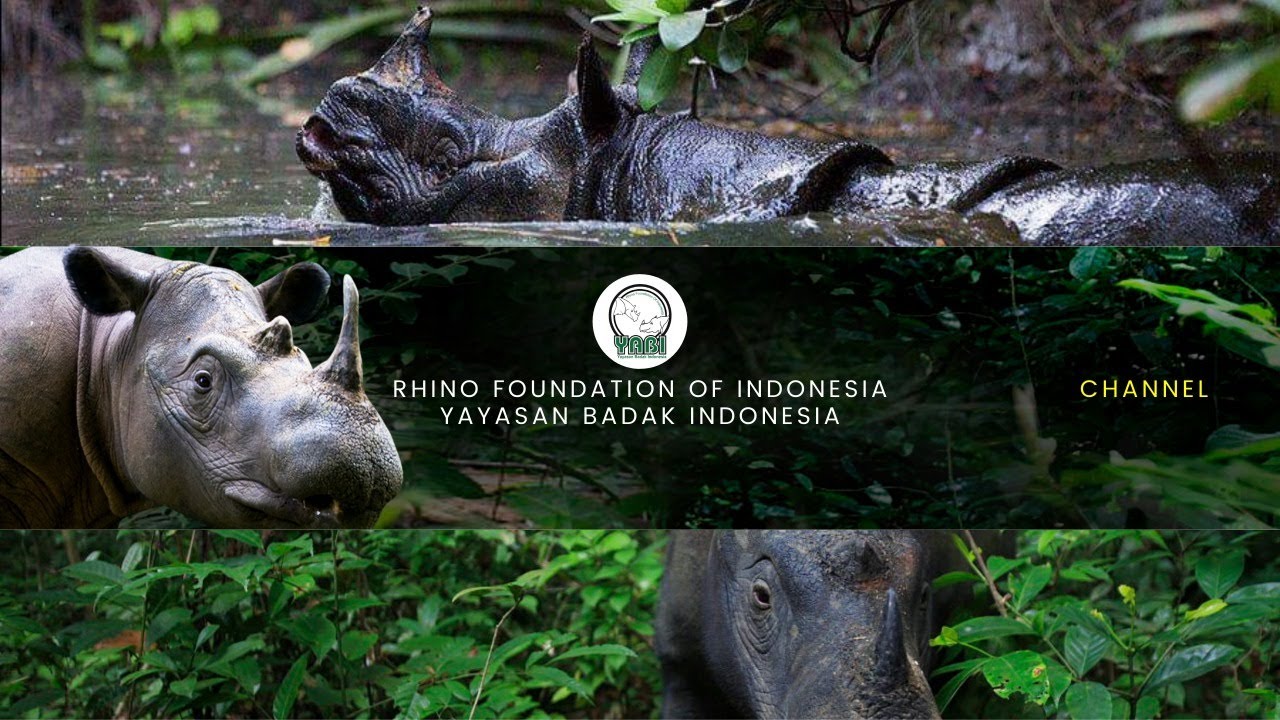 State of Rhino Conservation in Indonesia - YouTube