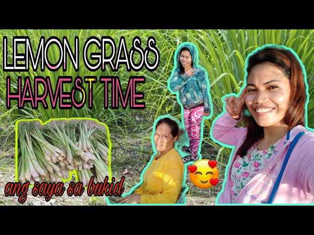 LEMON GRASS/TANLAD HARVEST TIME + FARM TOUR . (By: Lou) class=