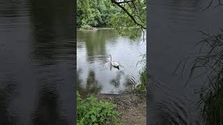 Schwan in Limburg an der Lahn