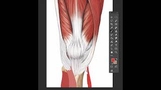 Drawing muscle using hard round brush