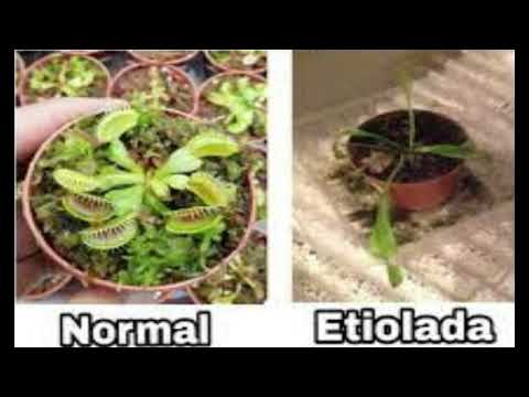 Video: ¿La etiolación depende de la clorofila?