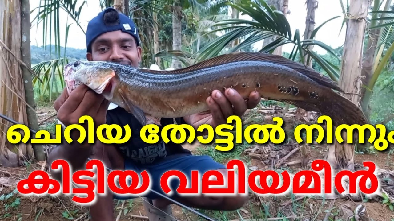 ഈ ചെറിയ തോട്ടിൽ എത്രവലിയ  മീനോ /snakehead fishing/kerala fishing/varal pidutham