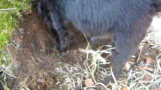 Terrier Muffin Hunting Rabbiting 3