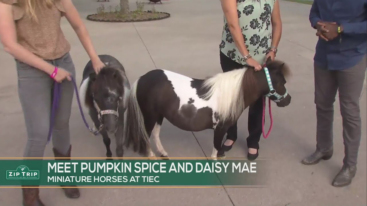 Zip Trip - Meet Daisy Mae and Pumpkin Spice - YouTube