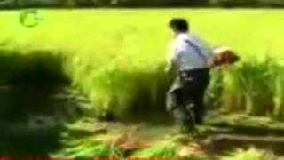 A-C4-2-3.- AGRI ACCIÓN Cel.6683960578 COSECHADORA MANUAL CHINAS PARA ARROZ Y TRIGO