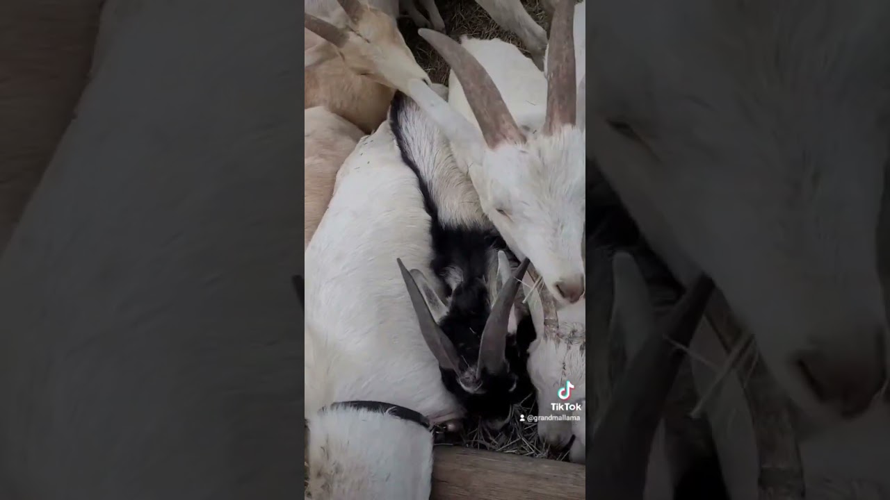 failed burdizzo on this indestructible buckling 