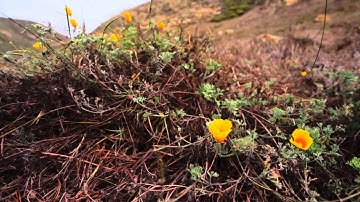 Mediterranean Coast Network Inventory & Monitoring Program Overview