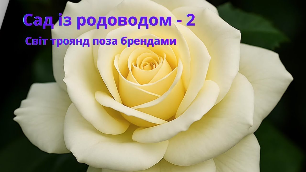 Світ троянд поза брендами: Майстри без гучних імен 16/11/2025