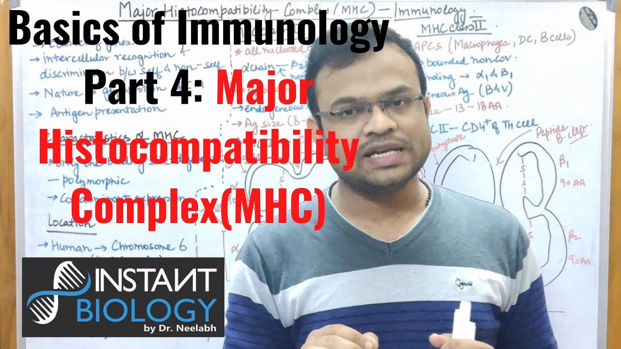 Basics of Immunology Part 4 Major Complex (MHC