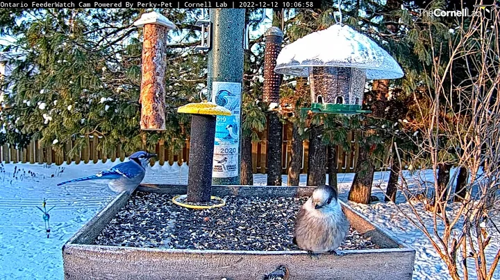 Two Corvids (Canada Jay And Blue Jay) Spend Time Together At Ontario Feeders – Dec. 12, 2022