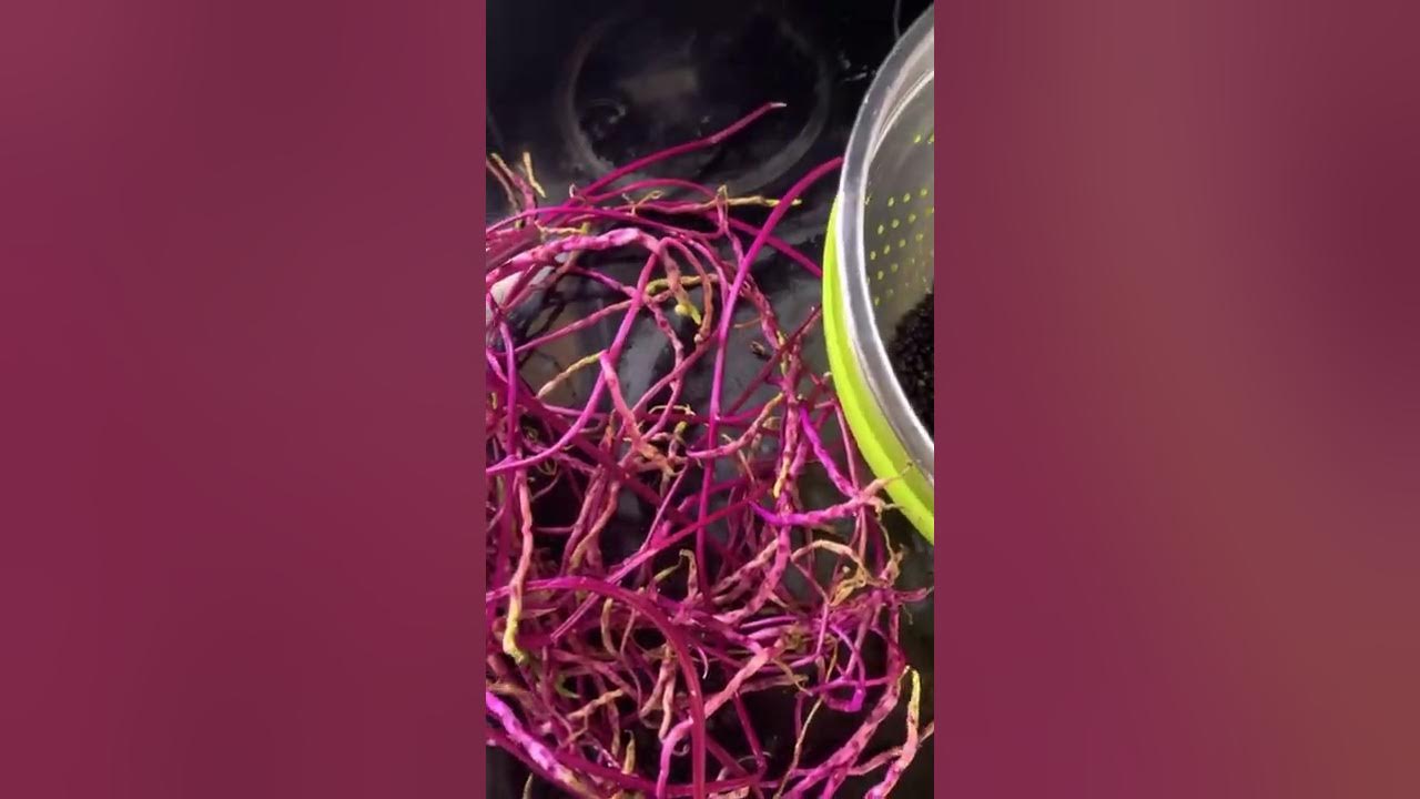 How to make purple dye from Red Malabar spinach berries YouTube