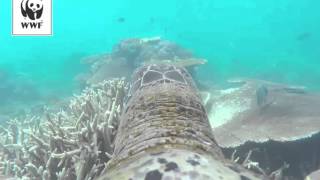 The Great Barrier Reef through the eyes of a turtle!