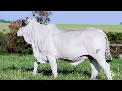 LOTE 03 - NZT SAFIRA 40