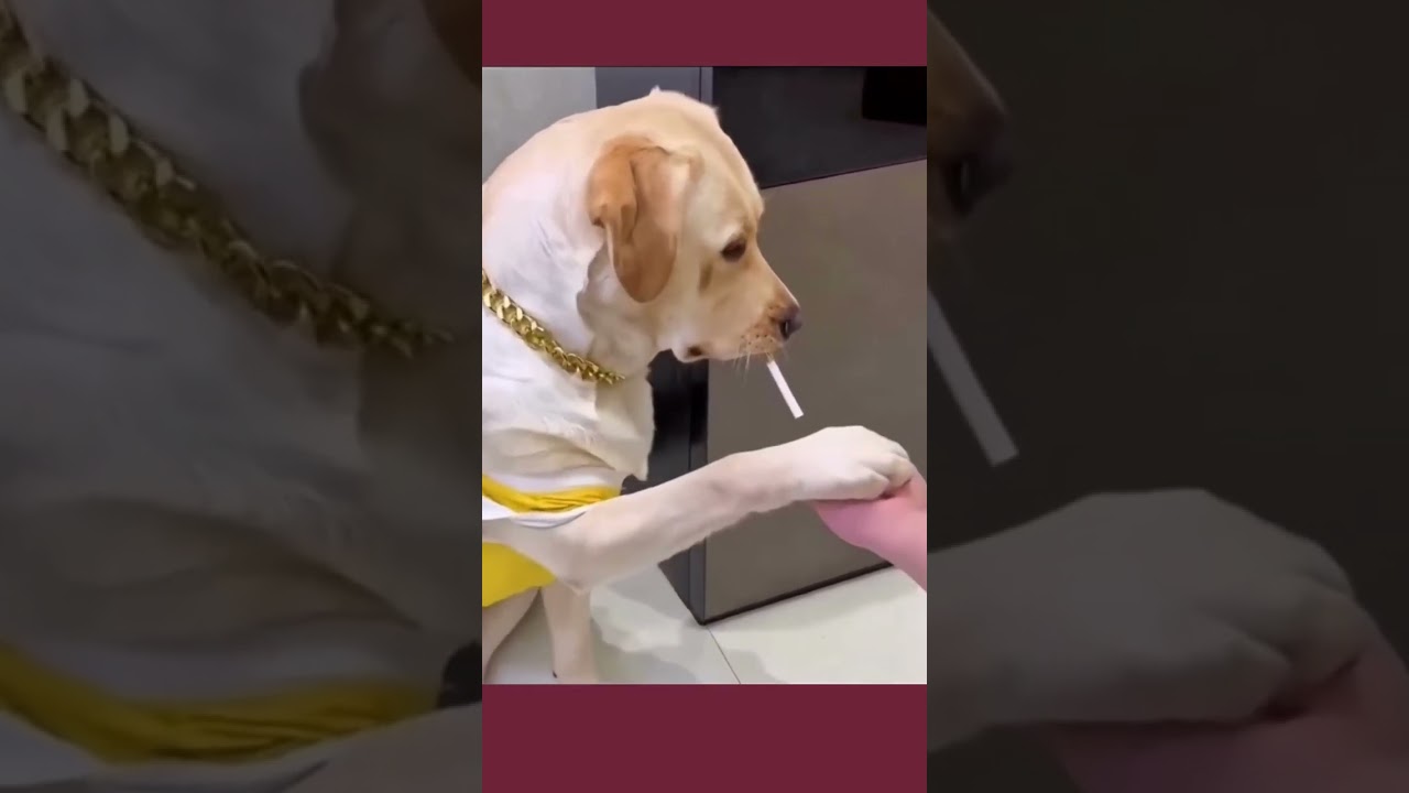 😹🐶 Animaux maladroits: la compilation ultime 🐾🦜