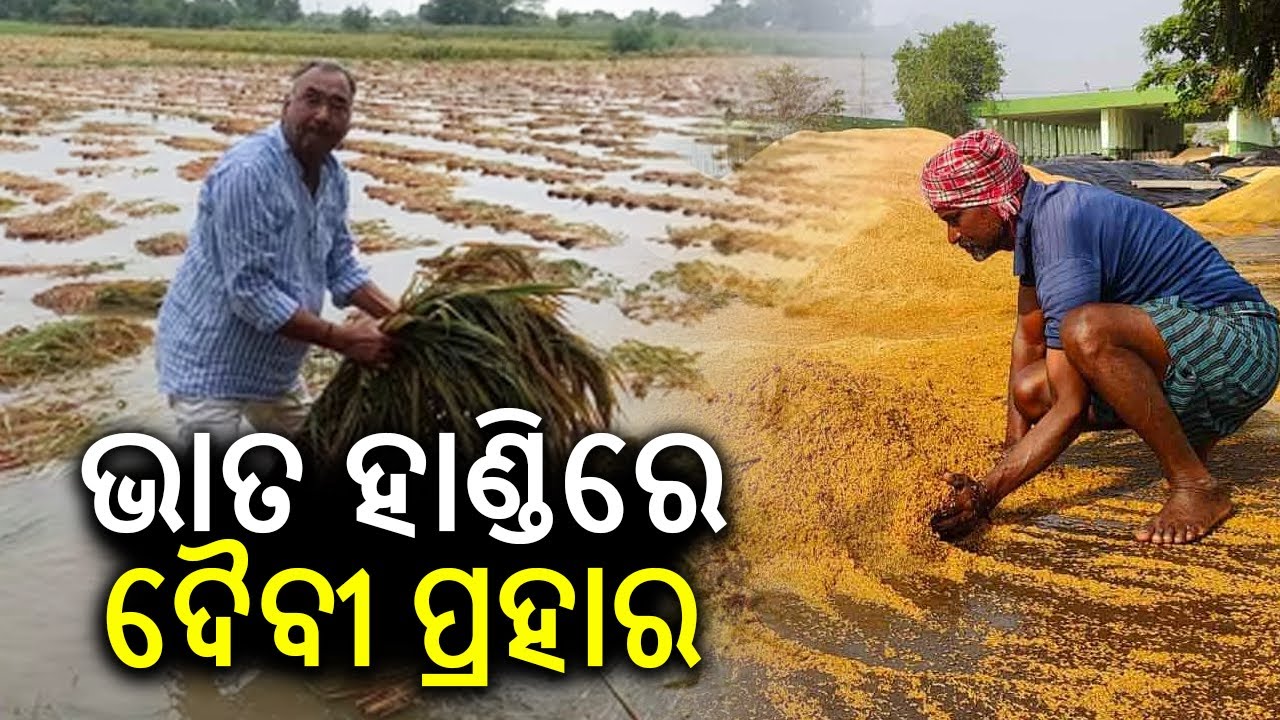 armers in rain-hit areas suffer big losses as standing crops get ...